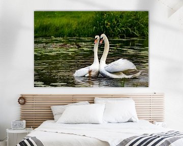 White swans and their love dance