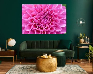 Blossom of a pink dahlia in full bloom by Joachim Küster