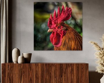 Portrait d'un coq à la lumière du soir sur Harrie Muis