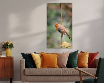 Rotkehlchen auf einem Ast