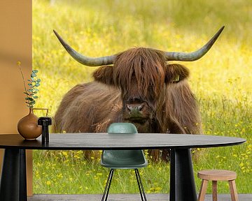 Schotse hooglander koe relaxed liggend tussen de gele boterbloemen van KB Design & Photography (Karen Brouwer)