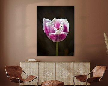 Tulpe von Rob Boon