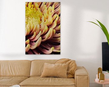 closeup of a chrysanthemum morifolium by Youri Mahieu