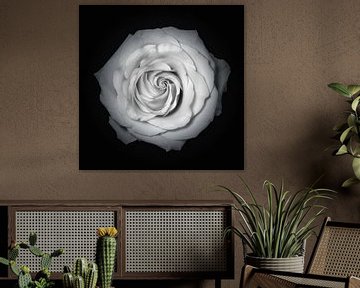 Rose schwarz weiß von Anneliese Grünwald-Märkl