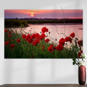 Klaprozen op Texel. sur Photographie de Justin Sinner (Photographe à Texel)