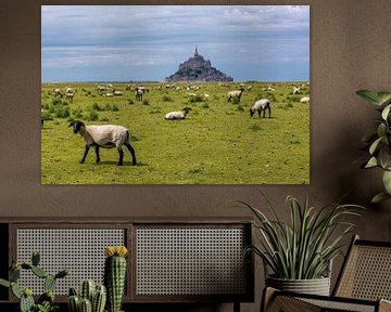 Moutons au Mont Saint Michel