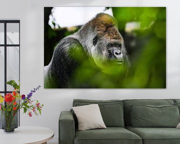 Enorme gorilla ( volwassen westelijke laagland gorilla ) van Chihong