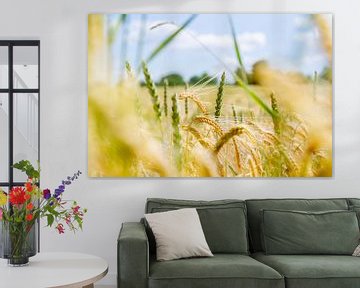 Grain field by Thomas Heitz