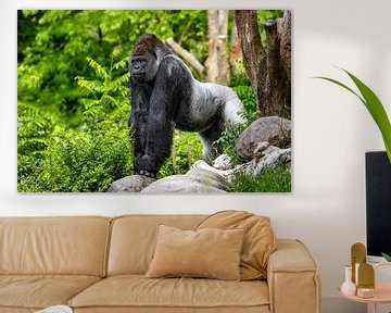 Enorme gorilla ( volwassen westelijke laagland gorilla ) - Alpha Male van Chihong