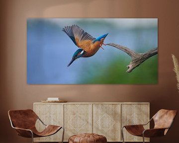 Kingfisher - Diving for fish from a branch in panoramic format by Kingfisher.photo - Corné van Oosterhout