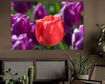 rode tulp met tegenlicht tussen paarse tulpen van W J Kok