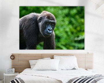 Portret  van een gorilla  kijkend in de camera van Chihong