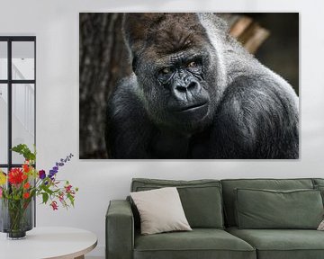 Portret  van een gorilla  - Alpha Male van Chi