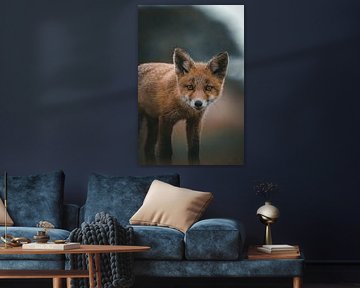 A young curious fox by Daniel Hop