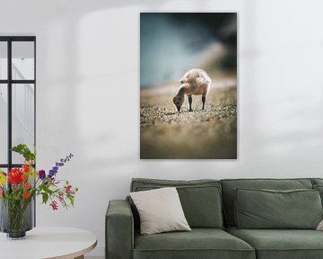 Young goose looking for food