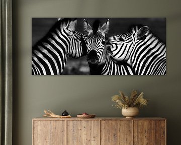 Zebras schwarz weiss von Werner Lehmann