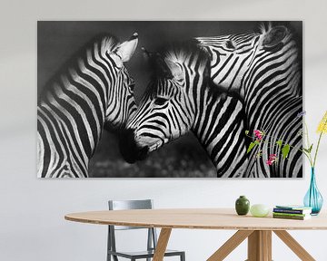 Zebra's monochroom van Werner Lehmann