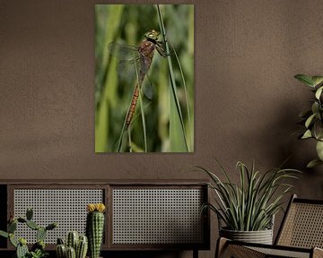 a dragonfly with green eyes sunbathing in the reeds