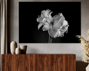 Amaryllis-Blüte in Schwarz-Weiß von Joachim Küster