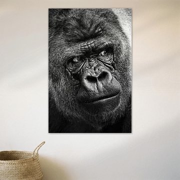 Portrait en gros plan d'un gorille sur Chi