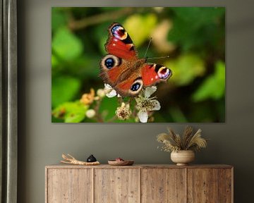 Colorful Peacock butterfly by ViaMapia