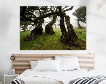 Uralte Lorbeer-Bäume im Wald von Fanal, Madeira von ViaMapia
