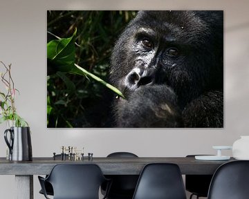 Silverback Uganda von Robert Ellents