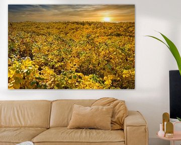 Blåvand dunes paysage au Danemark sur la mer du Nord sur Martin Köbsch