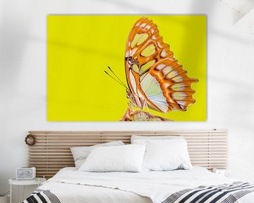 Malachiet vlinder - Siproeta stelenes van Gig-Pic by Sander van den Berg