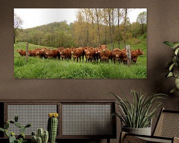 Nieuwsgierige koeien in een weiland van Mario Brussé Fotografie
