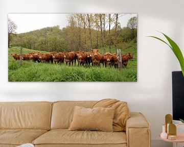 Neugierige Kühe auf einer Wiese von Mario Brussé Fotografie
