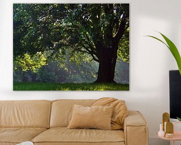 Ochtendlicht in de lente