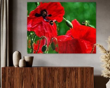 Papaverbloesem benadering