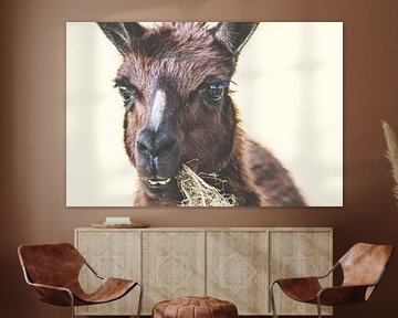 Bruine Lama aan het eten van Gig-Pic by Sander van den Berg
