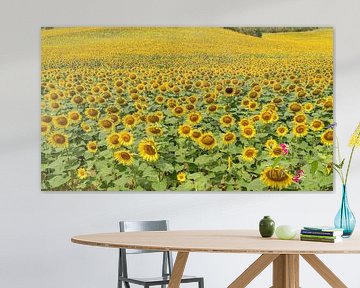 Sunflower Field by Ton Valk