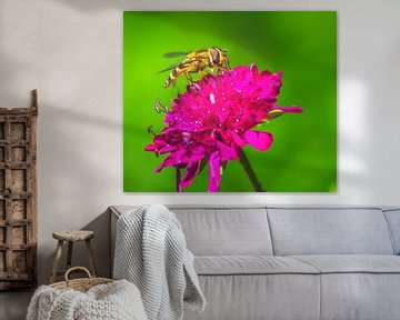 Macro van een zweefvlieg op een roze bloem van ManfredFotos