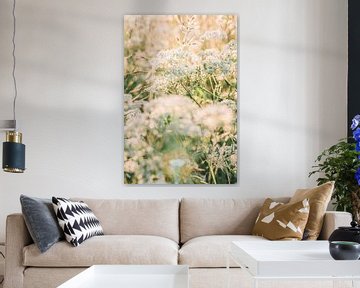 Groen en witte wilde bloemen tijdens zonsondergang