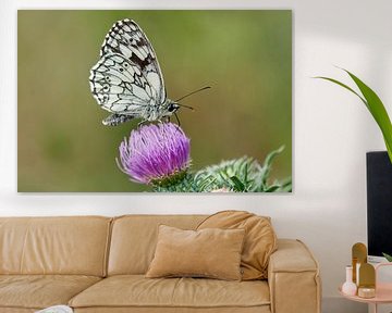 Checkerboard butterfly on wild flower by Thomas Marx