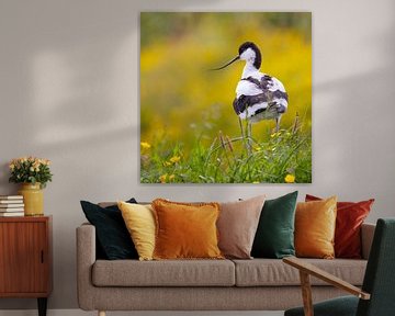 Birds | Pied Avocet among the flowers
