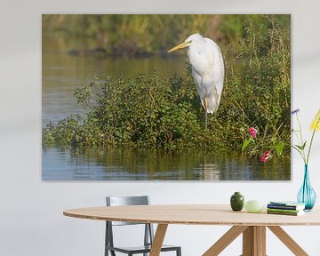 Grote zilverreiger bij een meer