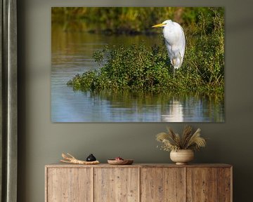 Great egret standing next to a lake by Sjoerd van der Wal