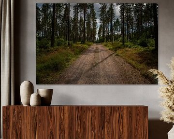 Route forestière dans le camp de Grinsby - Suède sur Vincent D'hondt