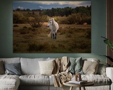 Cheval au pâturage à Narbonne sur Vincent D'hondt