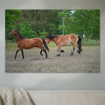 Trakehner Feldmeyer und Rheinisch Deutsches Kaltblut Enzo