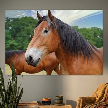 Trakehner Feldmeyer und Rheinisch Deutsches Kaltblut Enzo