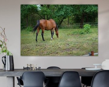 Trakehner Feldmeyer in the pasture by Babetts Bildergalerie