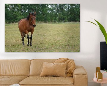 Trakehner Feldmeyer auf der Weide von Babetts Bildergalerie
