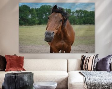 Trakehner Feldmeyer in the pasture by Babetts Bildergalerie