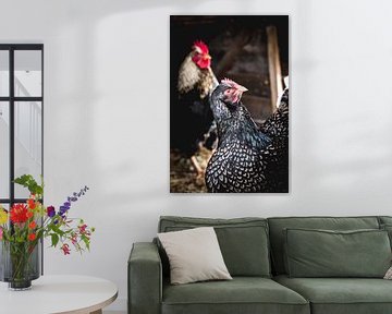 Barnevelder kippen in het hok van Sandra Koppenhöfer