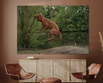 Jeux d'eau au bord d'un lac avec un chien brun Magyar Vizsla Drahthaar .